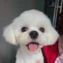 르네펫살롱 이미지