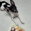 젤리즈펫 이미지