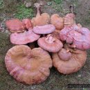 자연산 영지버섯 소개 이미지