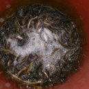 미꾸라지세상 이미지