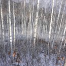 원대리 자작나무숲 이미지