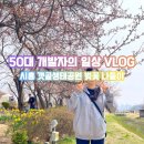 (주)동서개발 | 2026 시흥 갯골생태공원 벚꽃 실시간 개화 현황 &amp; 지도에 없는 무료 주차장 꿀팁