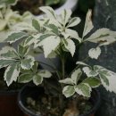 이춘식 농장 이미지