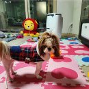 아이러브독 강아지 부천점 네이버블로그
