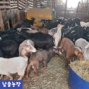 홍천염소농장 이미지