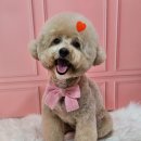 메리몰펫샵(사직점) 이미지