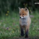 에덴동물병원 - 수원시 팔달구 정조로 685 | 에덴동물병원