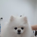 설 grooming 이미지