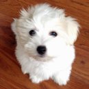 THE COTON 이미지