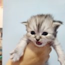 똥강아지 김해 강아지분양 고양이분양 이미지