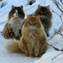 멋진 고양이 이미지