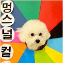 부산애견호텔 애견유치원 맘바이 서면본점 이미지