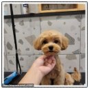 사하구애견미용 맘바이 강아지 미용실 | 부전동애견미용 고민 중이라면, [맘바이 강아지 미용실] 리얼 후기 공개