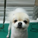 육호애견