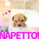 토이켄넬 이미지