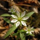 약이 되는 산야초 이미지