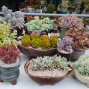 계림꽃농원 이미지