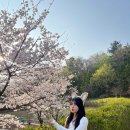 (주)에버레이드서울 | 서울근교벚꽃명소 에버랜드 벚꽃 후기 | 대관람차 배경 미쳤다! 에버랜드 벚꽃 포토스팟 추천