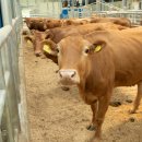 초동한우농장 이미지