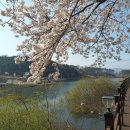 4월 벚꽃길걷기(대청호 오백리 둘레길벛꽂) 이미지