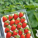 비에스팜 이미지