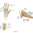 오른쪽 엄지발가락을 지게차에 깔림사고가 발생하여 수술한 경우 후유장해을 받을 수 있습니까? 이미지