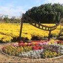 울산 태화강국가정원의 국화축제 이미지