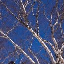 용인나무이야기 이미지