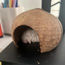 츄츄바 이미지