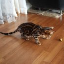 소유뱅갈캐터리 이미지