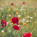 한마음  행정사 이미지