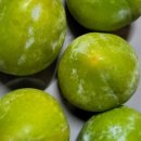 조향농원 이미지