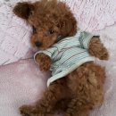 24시SNC동물메디컬센터 | 강남 동물병원, 24시 SNC 동물메디컬센터 - 9살 다미의 시니어 건강검진 만족 후기