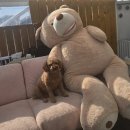 공항 가까운 전원주택 펫시터 이미지