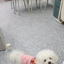 내사랑댕댕이 이미지