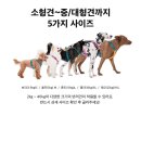 [세일템] 이지웨어 가드 하네스 - 블루 그린🐕‍🦺 산책 안전 라이트 - 라임 (내돈내산 구매후기)