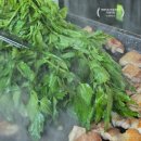 청도식당 | [오산대역 맛집] 미돼지｜입 안 가득 퍼지는 미나리향, 삼겹살의 신세계!ㅣ오산 고깃집 추천