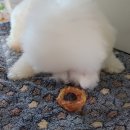 보드랍개 이미지