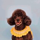 행복한 애견삽 이미지