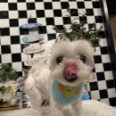봉브라더스 | 서울 강남 봉브라더스 , 아이와 강아지 모두 만족한 신논현 애견카페 방문기