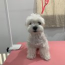 다소니펫살롱 이미지