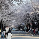 제2회 봄 페스티벌 이미지