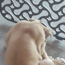 김제호두마루애견카페샵 이미지