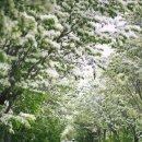 우리가 가꾸는 꽃길 이미지