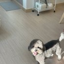 진주수진정원 | 킹콩 일상: 진주 애견동반가능 숙소 수진정원