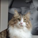 소노타투