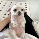 양우정