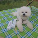 스퀘어독스 서산점 | 반려동물 필수템) 유해물질 없는 펫제로 살균소독 미스트, 탈취제