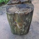 개미통나무 이미지