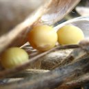 대두농장 이미지